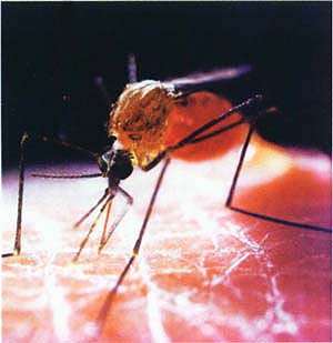 Sequencing of the mosquito genome could help to prevent malaria, which kills 2.7 million people annually. However, the scientific community was urged to use caution when pursuing genetic modification of insects.