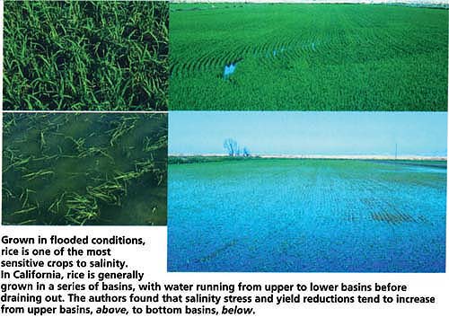 Grown in flooded conditions, rice is one of the most sensitive crops to salinity in California. In California, rice is generally grown in a series of basins, with water running from upper to lower basins before draining out, above, to bottom basins, below.