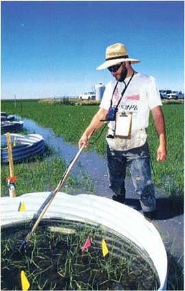 Salinity levels were measured by monitoring the electrical conductivity of the irrigation water; conductivity increases with salinity. Former UC Davis post-graduate researcher Bill Thomas takes measurements in the field.