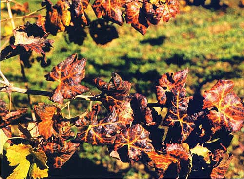 The most obvious symptom of grapevine leafroll disease, which is common in grape-growing regions worldwide, is reddening and curling of leaves in the fall on dark-fruited varieties.