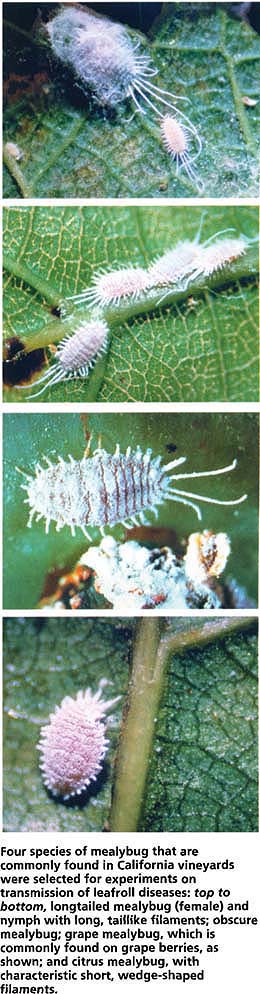 Four species of mealybug that are commonly found in California vineyards were selected for experiments on transmission of leafroll diseases: top to bottom, longtailed mealybug (female) and nymph with long, taillike filaments; obscure mealybug; grape mealybug, which is commonly found on grape berries, as shown; and citrus mealybug, with characteristic short, wedge-shaped filaments.