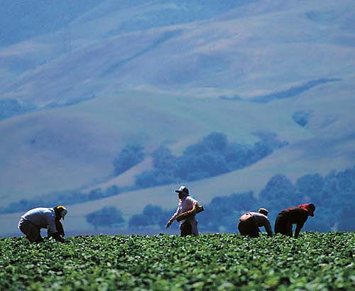 Under the ALRA's make-whole remedy, the Agricultural Labor Relations Board can order employers to pay wages and benefits to workers if they fail to bargain in good faith with unions. While the ALRB has ordered $34 million in make-whole payments for bad-faith bargaining, only $4.5 million has been distributed to workers.