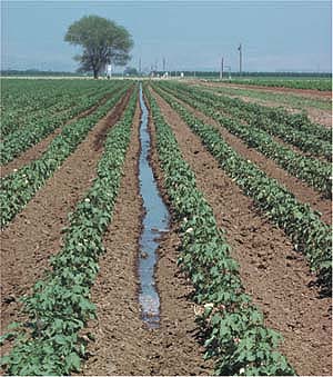 A system employing furrow irrigation of salt-tolerant cotton, above, with a combination of saline drainage water and fresh water could theoretically be sustainable for many decades. However, the costs of disposing salts accumulated in evaporation ponds and related wildlife impacts must be carefully considered.