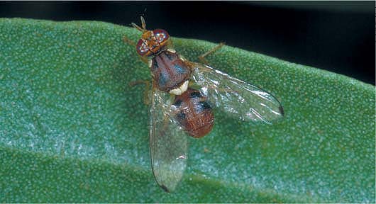 The adult olive fruit fly is three-sixteenth-inch long with black spots on the wingtips.