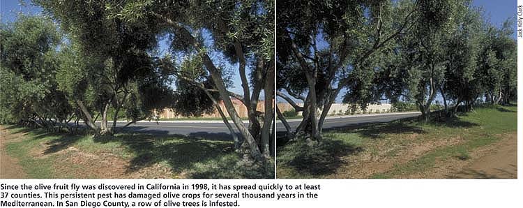 Since the olive fruit fly was discovered in California in 1998, it has spread quickly to at least 37 counties. This persistent pest has damaged olive crops for several thousand years in the Mediterranean. In San Diego County, a row of olive trees is infested.