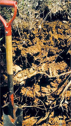 Shown are the upper 3 feet of a typical soil profile from a California oak woodland at the SFREC. Annual grass roots are limited to the upper 18 inches of the profile while oak roots are found throughout the entire soil profile (typically 4 to 6 feet).