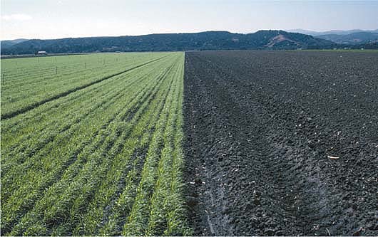 Two minimum-tillage treatments shown side by side: at left, the +OM treatment (cover crops on bed tops and added compost); at right, the −OM treatment (no OM inputs other than unharvested crop residues).