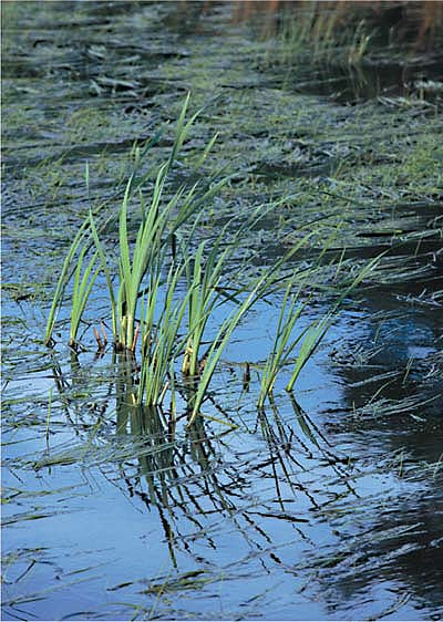 Rice straw decaying in submerged soil consumes the dissolved oxygen, sometimes leading to sulfidic conditions. Wild rice shown.