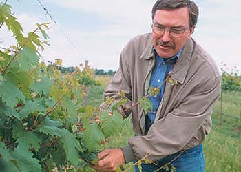 UC Davis geneticist Andrew Walker and colleagues are studying the grape genome, in order to identify genes that confer resistance to Pierce's disease and other grape maladies.
