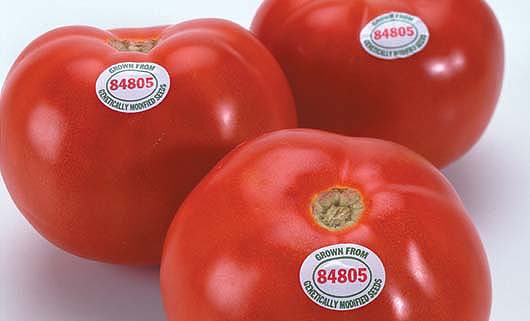 Controversy over genetically modified foods erupted with introduction of the Flavr Savr tomato, above, in the mid-1990s, and continued as new products were introduced into agriculture and the food stream. Nonetheless, only about 15% to 20% of the low-income consumers in focus groups were familiar with the concept of agricultural biotechnology.