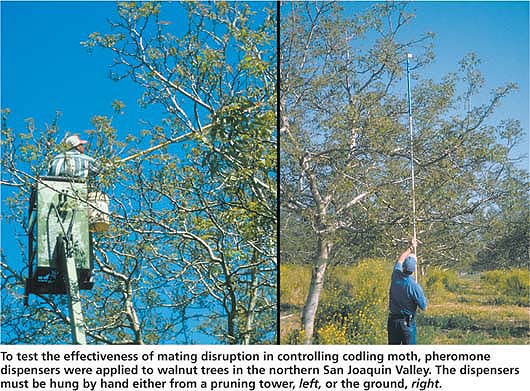 To test the effectiveness of mating disruption in controlling codling moth, pheromone dispensers were applied to walnut trees in the northern San Joaquin Valley. The dispensers must be hung by hand either from a pruning tower, left, or the ground, right.
