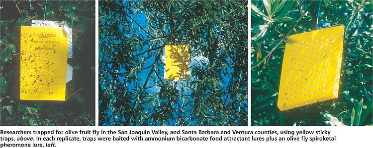 Researchers trapped for olive fruit fly in the San Joaquin Valley, and Santa Barbara and Ventura counties, using yellow sticky traps, above. In each replicate, traps were baited with ammonium bicarbonate food attractant lures plus an olive fly spiroketal pheromone lure, left.