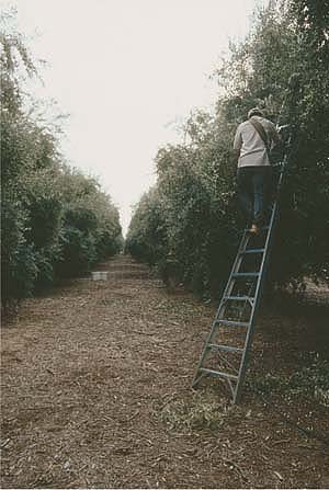 Olive flies were found year-round in southern and interior-central California, with varying levels of seasonal activity. So far, growers have been able to prevent economic damage to fruit by using spinosad bait sprays, integrated pest management and organic growing methods.