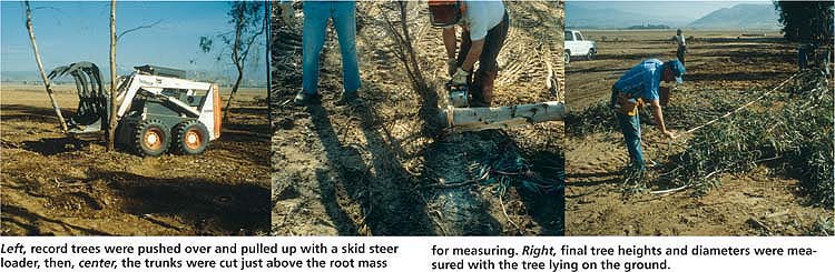 Left, record trees were pushed over and pulled up with a skid steer loader, then, center, the trunks were cut just above the root mass for measuring. Right, final tree heights and diameters were measured with the tree lying on the ground.