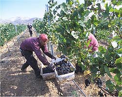 At least half of California's agricultural workers are believed to be unauthorized.