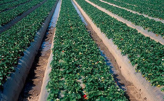 The maximum canopy coverage for strawberries in Santa Maria Valley was 70% to 75%, with rapid growth until about 160 days after planting.
