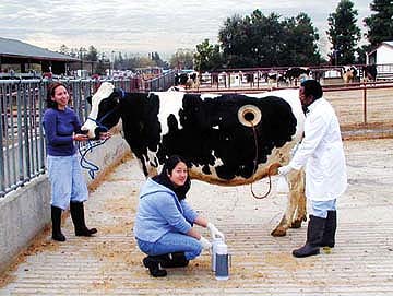 To test the digestibility of animal feeds, UC Davis graduate students Kelly McCaughey and Stefanie Cheng help postdoctoral associate Girma Getachew collect rumen fluid from “Tank.” The cow has been fitted with a permanent fistula, allowing daily collection of rumen fluid.