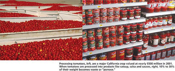 Processing tomatoes, left, are a major California crop valued at nearly $500 million in 2001. When tomatoes are processed into products like catsup, salsa and sauces, right, 10% to 30% of their weight becomes waste or “pomace.”
