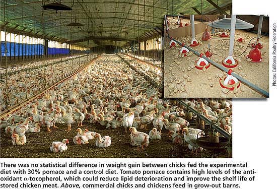 There was no statistical difference in weight gain between chicks fed the experimental diet with 30% pomace and a control diet. Tomato pomace contains high levels of the anti-oxidant $$alpha$$-tocopherol, which could reduce lipid deterioration and improve the shelf life of stored chicken meat. Above, commercial chicks and chickens feed in grow-out barns.