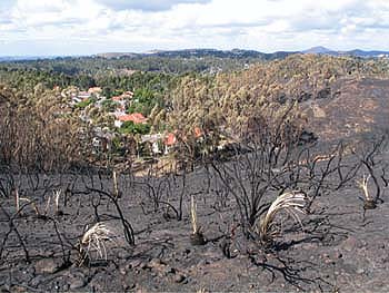 UC's Elliott Chaparral Reserve burned in the Cedar Fire, although houses nearby were spared.