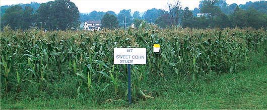 Results from a consumer-preference study in central Pennsylvania suggest that there may be a viable market for Bt sweet corn, above.