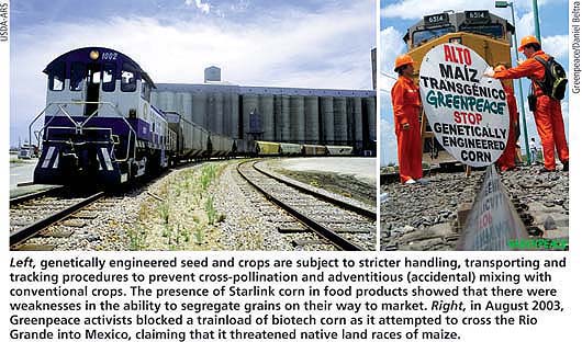 Left, genetically engineered seed and crops are subject to stricter handling, transporting and tracking procedures to prevent cross-pollination and adventitious (accidental) mixing with conventional crops. The presence of Starlink corn in food products showed that there were weaknesses in the ability to segregate grains on their way to market. Right, in August 2003, Greenpeace activists blocked a trainload of biotech corn as it attempted to cross the Rio Grande into Mexico, claiming that it threatened native land races of maize.