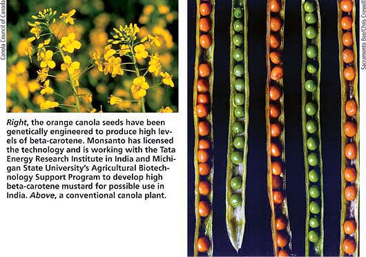 Right, the orange canola seeds have been genetically engineered to produce high levels of beta-carotene. Monsanto has licensed the technology and is working with the Tata Energy Research Institute in India and Michigan State University's Agricultural Biotechnology Support Program to develop high beta-carotene mustard for possible use in India. Above, a conventional canola plant.