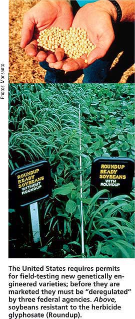 The United States requires permits for field-testing new genetically engineered varieties; before they are marketed they must be “deregulated” by three federal agencies. Above, soybeans resistant to the herbicide glyphosate (Roundup).