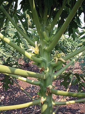 UC researchers believe there may be a market for papayas grown as an annual crop in California.