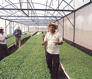 At a Mexican farm, Honorio Fernández explains how papaya is grown as an annual crop in order to manage the papaya ringspot virus. Thousands of seedlings are started in a screen house, above, and the survivors are transplanted to the field.