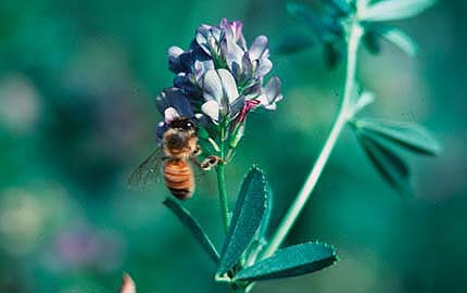 Honeybees, above, pollinate alfalfa crops grown for seed.