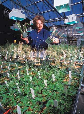Large corporations have found it profitable to invest in research on genetically engineered agronomic crops, but smaller firms and public institutions such as the U.S. Department of Agriculture and land-grant universities undertake much of the research on horticultural crops. Above, Peter Quail of UC Berkeley inspects mutant Arabidopsis plants at the Plant Gene Expression Center, a joint venture of UC and USDA in Albany, Calif.