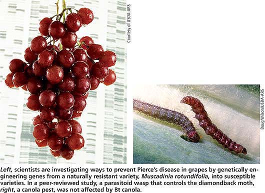 Left, scientists are investigating ways to prevent Pierce's disease in grapes by genetically engineering genes from a naturally resistant variety, Muscadinia rotundifolia, into susceptible varieties. In a peer-reviewed study, a parasitoid wasp that controls the diamondback moth, right, a canola pest, was not affected by Bt canola.