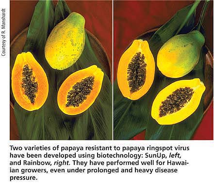 Two varieties of papaya resistant to papaya ringspot virus have been developed using biotechnology: SunUp, left, and Rainbow, right. They have performed well for Hawaiian growers, even under prolonged and heavy disease pressure.
