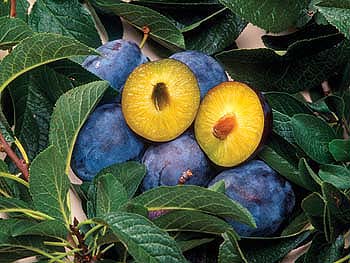 Plums resistant to the plum pox virus have been developed by scientists with the U.S. Department of Agriculture but are not yet available to growers.