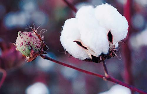 Cotton has been genetically engineered to express a protein from a naturally occurring bacterium. Bacillus thuringiensis, which is toxic to insect pests such as bollworm and budworm. This cotton is widely planted in California and elsewhere in the United States.