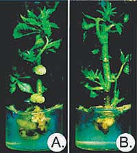 Crown gall formation was suppressed in walnut plants engineered to turn off specific bacterial genes. (A) The control shoot exhibits a large, undifferentiated tumor at 5 weeks after inoculation with a virulent A. tumefaciens strain, while (B) a shoot engineered for resistance exhibits no tumor. Source: Escobar et al. 2002.