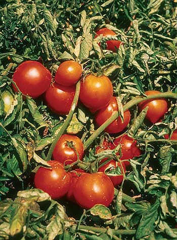 The first transgenic crop to receive U.S. government approval was a tomato engineered to soften more slowly than conventional tomatoes, allowing it to be picked later for improved flavor and taste. Bioengineered horticultural crops with clear benefits to consumers may be needed to overcome market reluctance. Above, conventional tomatoes.