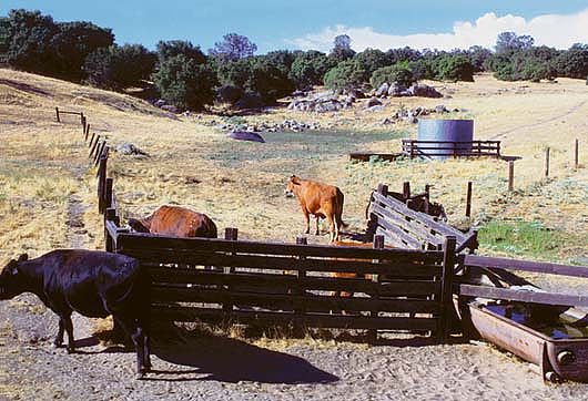 There are 16 million acres of grazed rangeland in California's foothills. Much of the state's water flows through these areas and can be polluted with sediment from livestock grazing. Additional troughs and watering ponds can improve cattle distribution and protect water quality.
