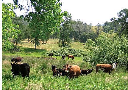 Spring-wetland ecosystems evolved with grazing wildlife, and later domestic animals. Light livestock grazing fosters plant diversity and helps to maintain nitrate levels in spring waters.