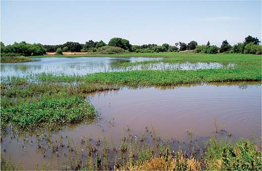 California waterways are subject to federal total maximum daily load (TMDL) requirements for pollutants such as nutrients, pesticides and suspended solids. Wetland treatment, shown above, can improve the water quality of irrigation tailwaters before they enter the San Joaquin River. These wetlands also provide valuable wildlife habitat, groundwater recharge and temporary water storage to lessen flooding.