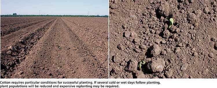 Cotton requires particular conditions for successful planting. If several cold or wet days follow planting, plant populations will be reduced and expensive replanting may be required.