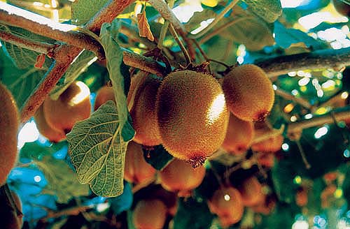 In a survey, California organic kiwifruit growers noted that their customers increasingly want high-quality fruit.