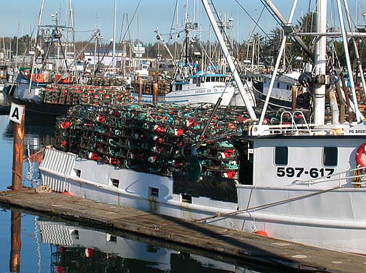 The Pacific Coast's commercial Dungeness crab fishery pulls in between $32 million and $84 million annually, with crab abundance peaking in approximately 10-year cycles. While the catch has been sustainable, in recent years 80% of landings have been made in the first full month of the season (December). Crab boats are loaded with traps in Crescent City, Calif., before the season opens.
