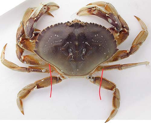 About half of the Dungeness crab catch is sold fresh or live, while the rest is frozen or processed into picked meat. This crab has two red tags; cooperating commercial fishermen return the tags so that researchers can estimate crab movements and collect other data.