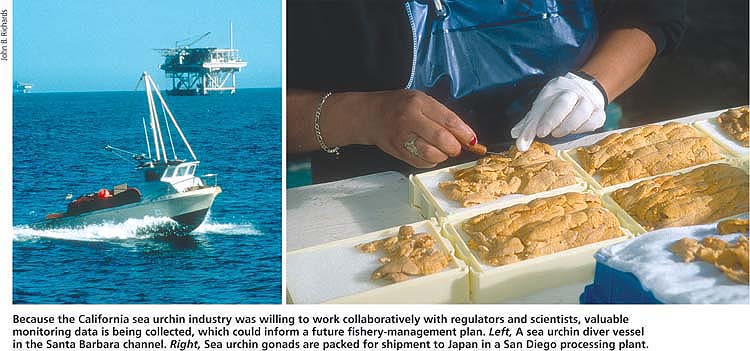 Because the California sea urchin industry was willing to work collaboratively with regulators and scientists, valuable monitoring data is being collected, which could inform a future fishery-management plan. Left, A sea urchin diver vessel in the Santa Barbara channel. Right, Sea urchin gonads are packed for shipment to Japan in a San Diego processing plant.