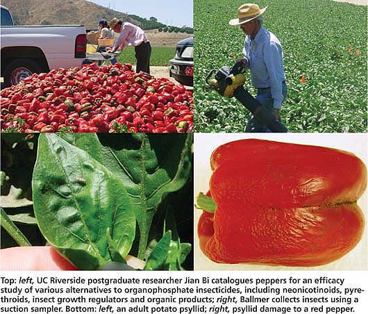 Top: left, UC Riverside postgraduate researcher Jian Bi catalogues peppers for an efficacy study of various alternatives to organophosphate insecticides, including neonicotinoids, pyrethroids, insect growth regulators and organic products; right, Ballmer collects insects using a suction sampler. Bottom: left, an adult potato psyllid; right, psyllid damage to a red pepper.