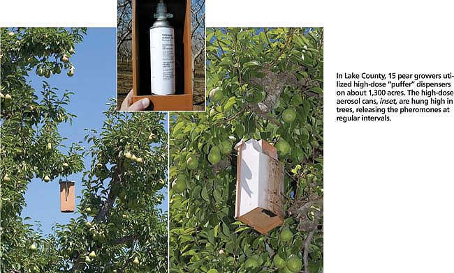 In Lake County, 15 pear growers utilized high-dose “puffer” dispensers on about 1,300 acres. The high-dose aerosol cans, inset, are hung high in trees, releasing the pheromones at regular intervals.