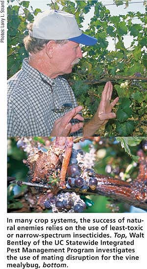 In many crop systems, the success of natural enemies relies on the use of least-toxic or narrow-spectrum insecticides. Top, Walt Bentley of the UC Statewide Integrated Pest Management Program investigates the use of mating disruption for the vine mealybug, bottom.