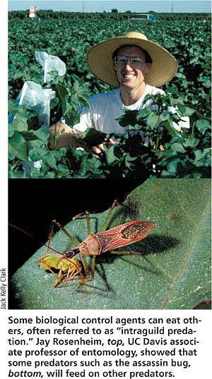 Some biological control agents can eat others, often referred to as “intraguild predation.” Jay Rosenheim, top, UC Davis associate professor of entomology, showed that some predators such as the assassin bug, bottom, will feed on other predators.